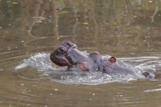 An adult hippopotamus (Hippopotamus amphibius) standing in shallow water with its mouth wide open