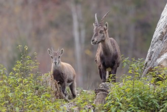 A female and a young ibex (Capra ibex) standing on a cloudy day on a green meadow on top of a hill.