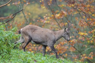 A female ibex (Capra ibex) walks down a hill on a green meadow on a cloudy day. A forest in autumn