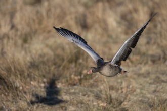 Greylag goose (Anser anser), Sweden, Europe