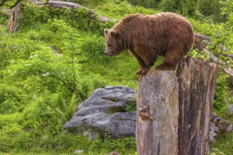 An adult female brown bear (Ursus arctos arctos) uses the top of a dead tree as a vantage point