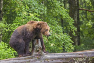 A young male Eurasian brown bear (Ursus arctos arctos) walks on a rotting log lying on the ground