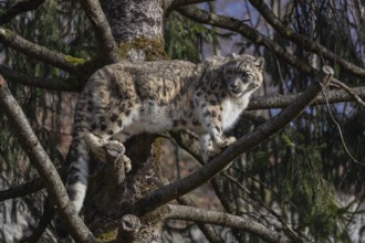 One adult snow leopard (Panthera uncia) standing high up in a tree, watching something in the