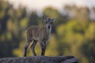 One baby ibex (Capra ibex) standing on hilltop. A bright green forest in the background