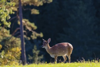 One female Manchurian sika deer or Dybowski's sika deer (Cervus nippon mantchuricus or Cervus