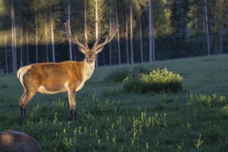 One Altai maral stag, Altai wapiti or Altai elk (Cervus canadensis sibiricus) standing on a meadow