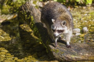 One adult Raccoon (Procyon lotor), stands in the shallow water of a creek and looks for food
