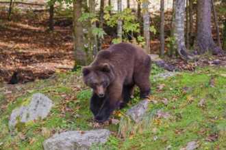 A young male Eurasian brown bear (Ursus arctos arctos) runs out of a forest