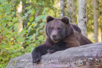 A young male Eurasian brown bear (Ursus arctos arctos) rests on a rotting log lying on the ground