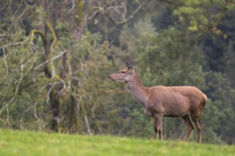 One female red deer (Cervus elaphus) stands on a meadow on hilly ground at a forest edge