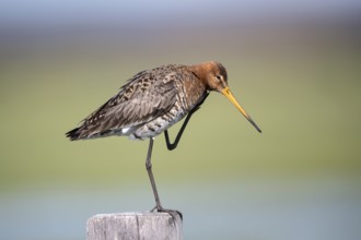 Black-tailed godwit (Limosa limosa), preening itself, plumage care, Ochsenmoor, Dümmer, Lemförde,