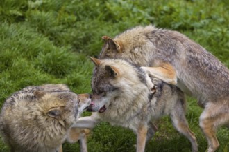 Three adult male eurasian gray wolves (Canis lupus lupus), social behaviour, dominance