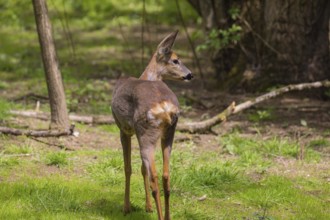 One female Roe Deer, (Capreolus capreolus), stands on a meadow at a forest edge