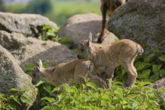 Two baby ibex (Capra ibex) play on a rocks