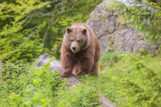 An adult female (Ursus arctos arctos) stands on a hilltop on a rotting tree