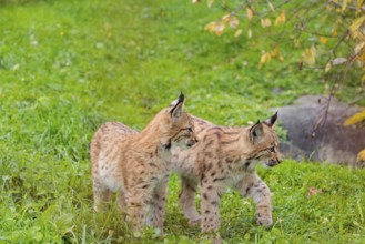 Two young Eurasian lynx (Lynx lynx) play in a green meadow