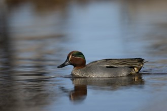 Teal, Creeping Teal or Quail Duck (Anas crecca), Sweden, Europe