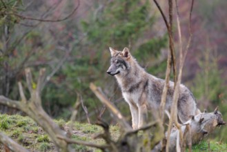 A young grey wolf (Canis lupus lupus) stands in a meadow behind a dead tree on a hill