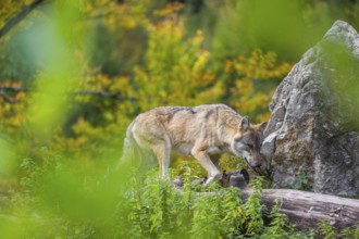 A Eurasian gray wolf (Canis lupus lupus) stands, framed by leaves, on a hill between rocks and
