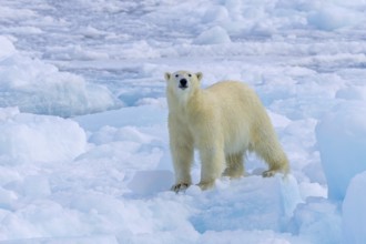 Lone polar bear (Ursus maritimus) hunting on pack ice, picking up scent of prey in the Arctic Ocean