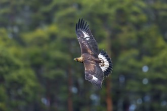 European golden eagle (Aquila chrysaetos chrysaetos) juvenile flying past pine forest in winter