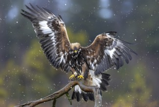 European golden eagle (Aquila chrysaetos chrysaetos) juvenile landing on branch in moorland,