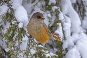 Siberian jay (Perisoreus infaustus, Corvus infaustus) perched in spruce tree in snow covered taiga