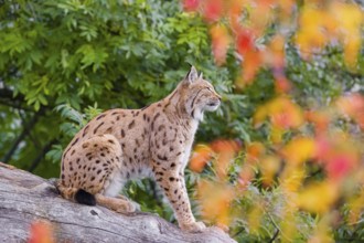 One Eurasian lynx (Lynx lynx) sits on a sloping dead tree, hidden behind autumn leaves