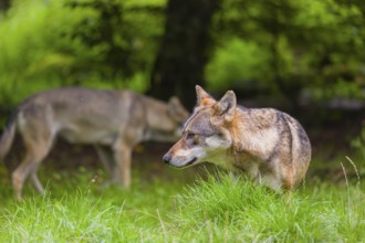 An adult male eurasian gray wolf (Canis lupus lupus) stands in a forest. A second wolf is passing