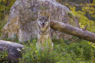 A eurasian gray wolf (Canis lupus lupus) sits on a log in front of a rock, observing the area. A