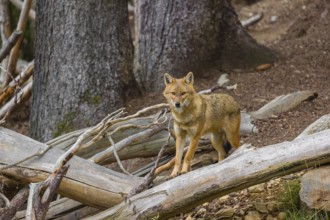 One golden jackal (Canis aureus)stands on the forest floor between fallen trees