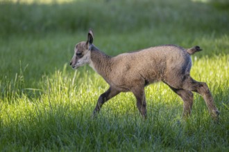 One young Chamois (Rupicapra rupicapra) walking over a fresh green meadow
