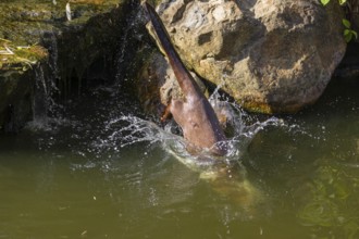 A giant otter or giant river otter (Pteronura brasiliensis) jumps down into the river from a mossy