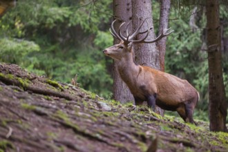 A Red Deer stag (Cervus elaphus) stands in a forest