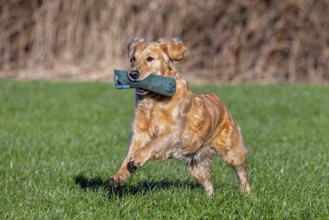 Golden retriever, gun dog running and fetching training dummy in field