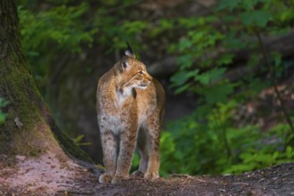 A Eurasian lynx, (Lynx lynx) stands next to a big tree in a forest
