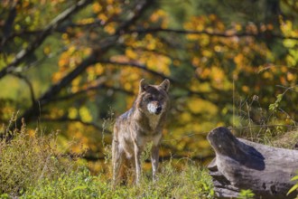 One eurasian gray wolf (Canis lupus lupus) standing on a small hill between logs and rocks with a