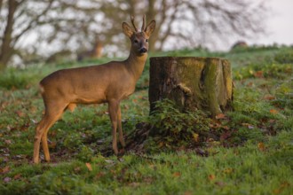 A roebuck (Capreolus capreolus), nibbling moss from a tree stump at sunrise