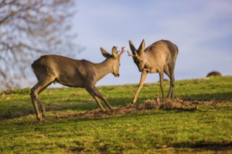 A roebuck (Capreolus capreolus) sweeps his antlers on the ground, a second roebuck is grazing