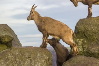 Two ibex (Capra ibex), a male and a female, stand on a rock. The male shows some flehming and