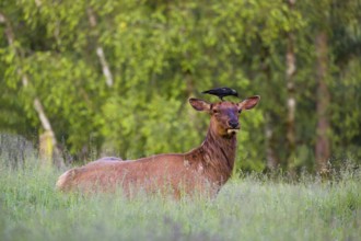 A female wapiti (Cervus canadensis) rests in a green meadow in the early morning. A western jackdaw