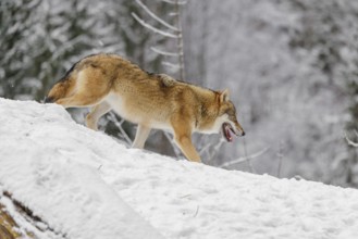 A young grey wolf (Canis lupus lupus) runs across the sloping, snow-covered meadow at the edge of a