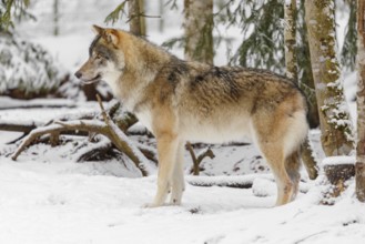 A young grey wolf (Canis lupus lupus) stands on the snow-covered forest floor on a cold, cloudy day