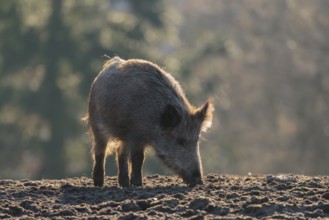 A wild boar (Sus scrofa) searches for food on a frozen field