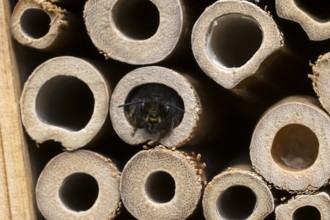 Horned mason bee (Osmia cornuta), looking out of its nesting tube, insect hotel, Oberhausen, Ruhr