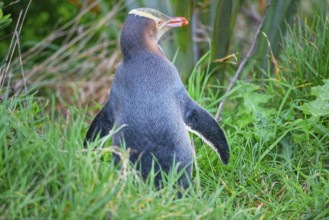 Yellow-eyed Penguin (Megadyptes antipodes), Otago Region, South Island, New Zealand, Oceania