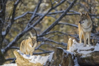 Two grey wolves (Canis lupus lupus) stand on the snow-covered fallen tree at the edge of a forest