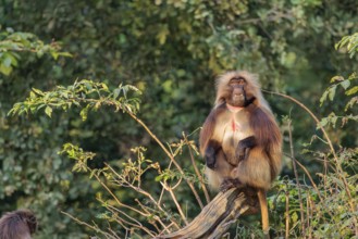 An adult male and a female Gelada (Theropithecus gelada), or bleeding-heart monkey sit close