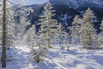 Isar valley in winter at temperatures of minus 18 degrees Celsius. Snow covered landscape with the