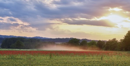 Field of corn poppies, in the background the Lindenberg at sunset, Merenschwand, Freiamt, Canton